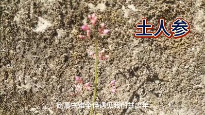 栌兰的根有毒吗 西瓜视频