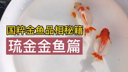 琉金品种 西瓜视频