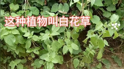 生草药白花草 西瓜视频