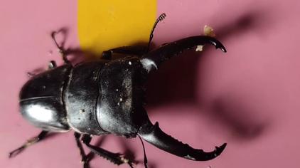 养锹甲 西瓜视频