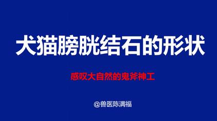 猫膀胱位置怎么摸 西瓜视频