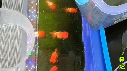 金鱼产卵前的六大征兆 西瓜视频