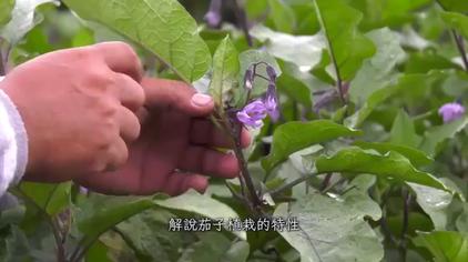 茄子雌花雄花如何分辨 西瓜视频