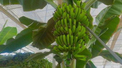 香蕉花和芭蕉花的区别 西瓜视频