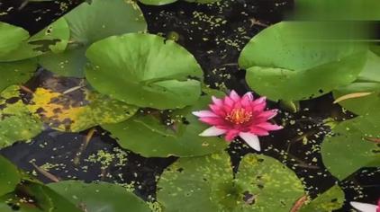 朝鲜歌曲纺织姑娘歌词 西瓜视频