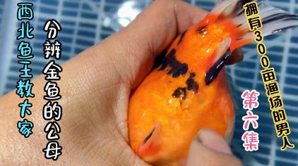 水泡眼金鱼怎么分公母 西瓜视频