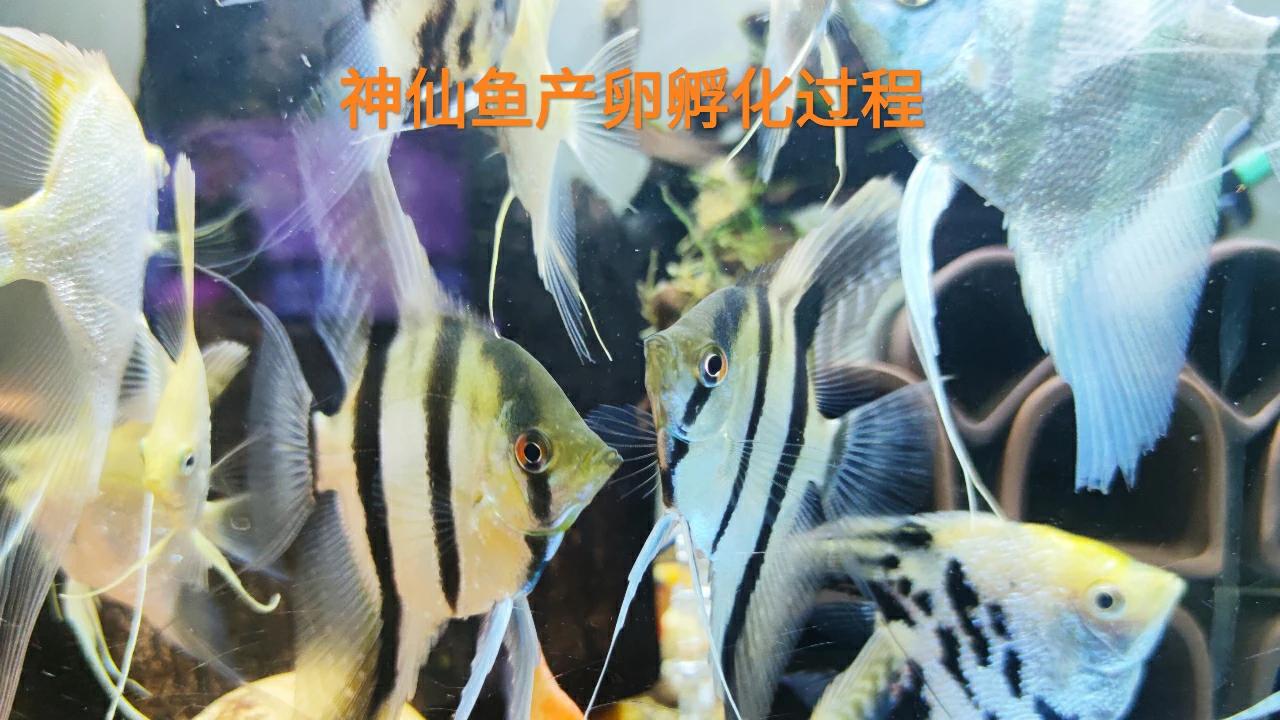 神仙鱼从产卵到孵化五天后 鱼卵的变化 小鱼孵化过程 西瓜视频