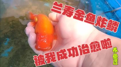 鱼炸鳞 西瓜视频