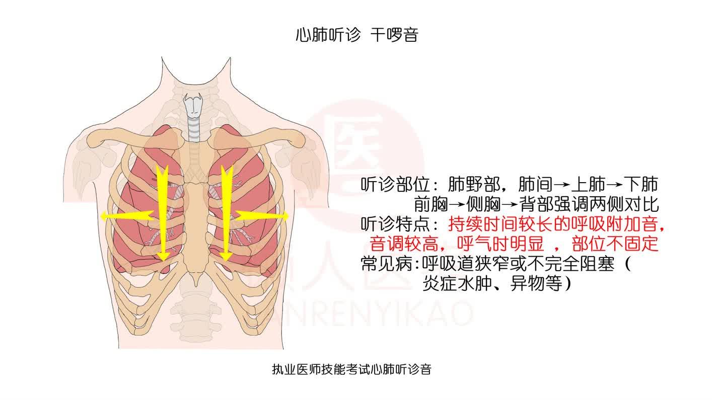 肺部听诊之干啰音 西瓜视频