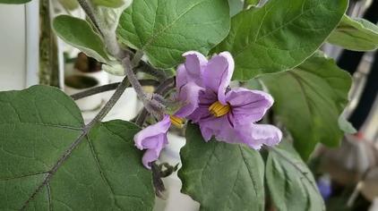 茄子雌花雄花如何分辨 西瓜视频