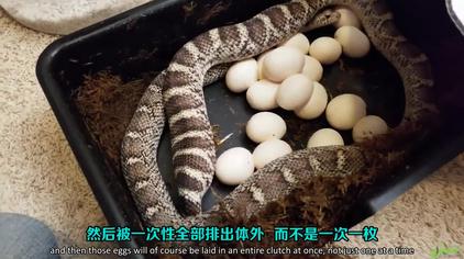 宠物蛇饲养教学系列 1 0胎生蛇与卵生蛇 爬宠 爬宠日常 西瓜视频