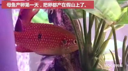 红宝石鱼卵孵化过程 西瓜视频