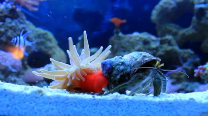 海葵和寄居蟹什么关系 西瓜视频