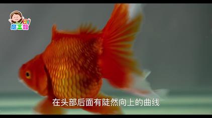 琉金品种 西瓜视频