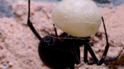 蜘蛛卵孵化的整个过程 西瓜视频
