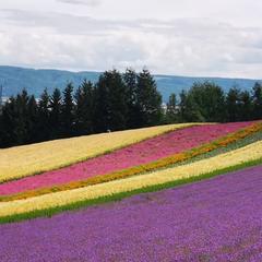 北海道老高的个人主页 西瓜视频