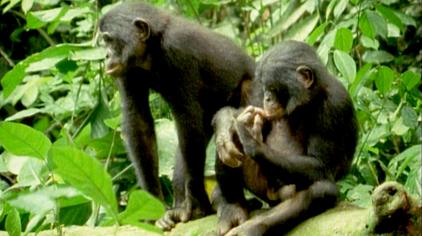 人猿进化纪录片 西瓜视频