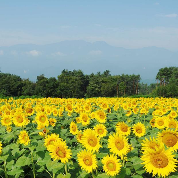 深耕秋夏头像