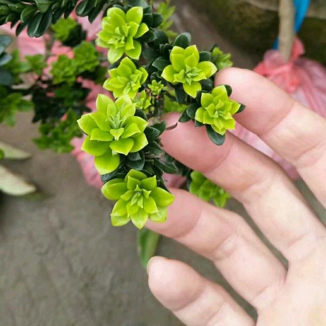 盆景素材种植头像